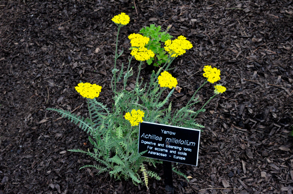 yarrow